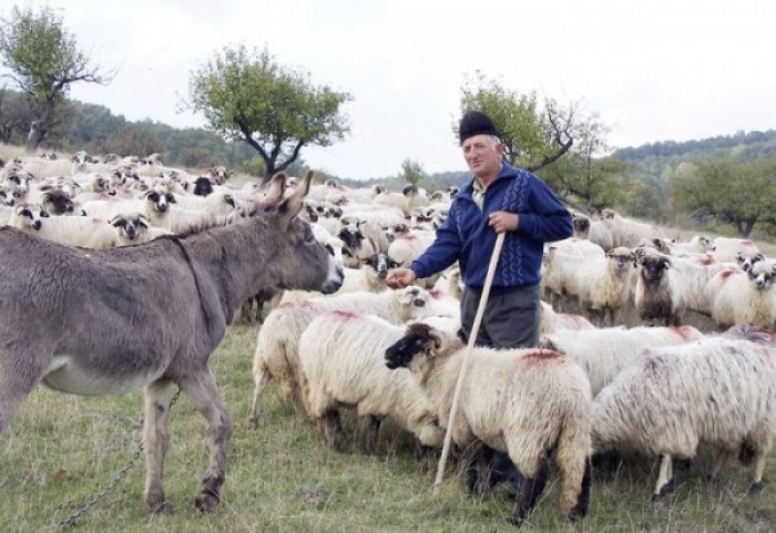Fânul mai scump decât grâul – primul semnal de alarmă pentru crescătorii de oi