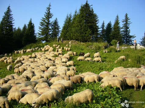 Reducerea efectivelor de oi modifică dramatic flora montană