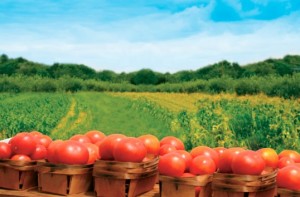 UE-finanteza-agricultura-bio