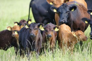 vaca