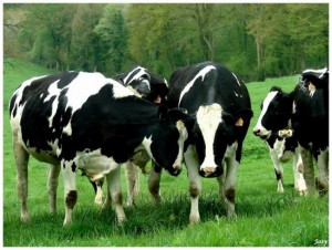 vaches