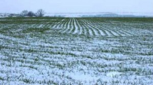 zapada_agricultura