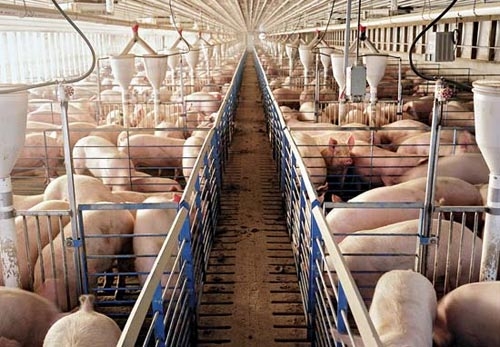 Romania subventioneaza combinatele cu actionariat strain care exporta carne