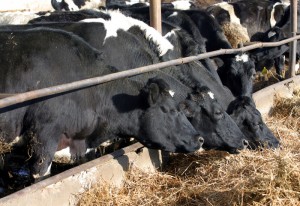 ferma_zootehnica_furaje