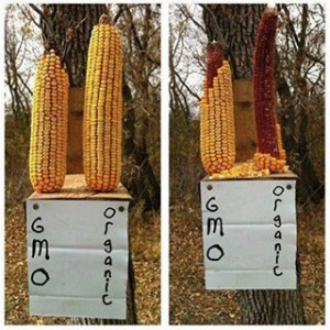 experiment-porumbul-modificat-genetic-este-toxic-veveritele-prefera-sa-manance-porumb-organic-vechi-decat-porumb-proaspat-omg-pericole-riscuri-pentru-sanatate-organisme-modificate-gen