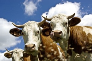 vaca