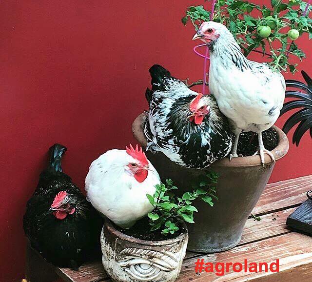 Agroland are planuri de extindere la nivel regional