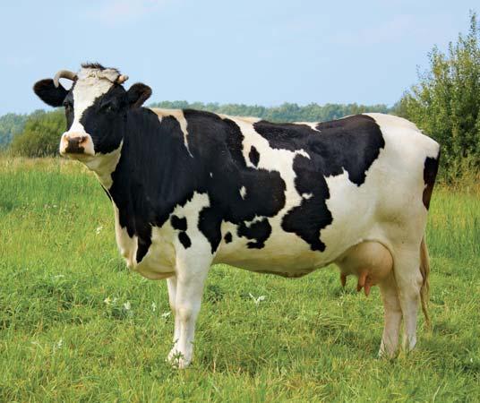 Liber la exportul de bovine vii catre Turcia