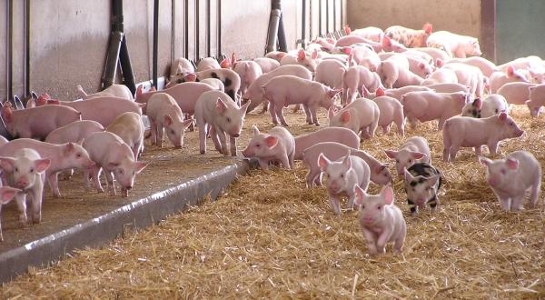 Sprijin de 15.000 euro/an/ferma pentru micii crescatori de porci?