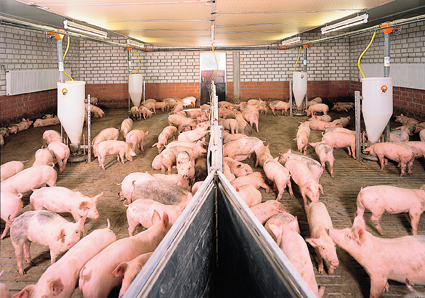 Cum ar putea „disturba” piata Ajutorul de minimis de 10.000 euro pentru crescatorii de porci