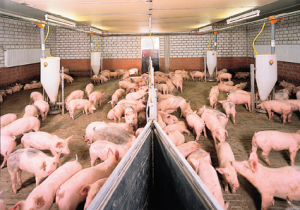 PORCI