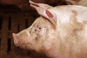 porc