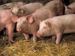 porci