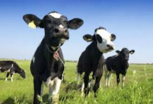 bovine