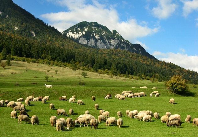 Agricultura la Cluj – 185.000 ha de teren arabil, 146 ferme societati comerciale si 32.000 fermieri mici