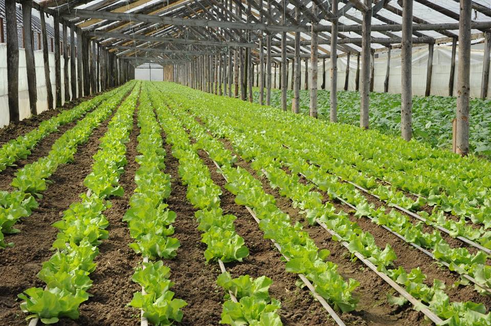 Se cauta teren agricol pentru legumicultura in Maramures