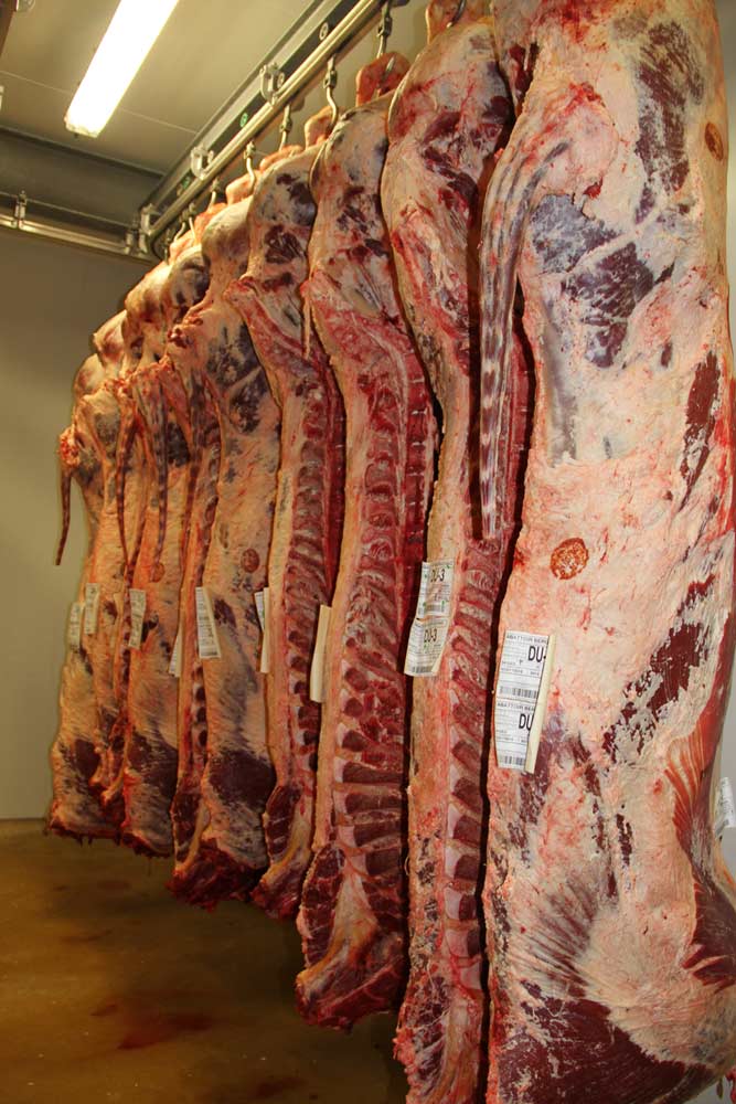 Belgienii vor sa interzica sacrificarea ritualica a animalelor – halal si kosher