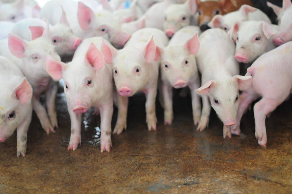 Romania, tara libera de pesta porcina clasica