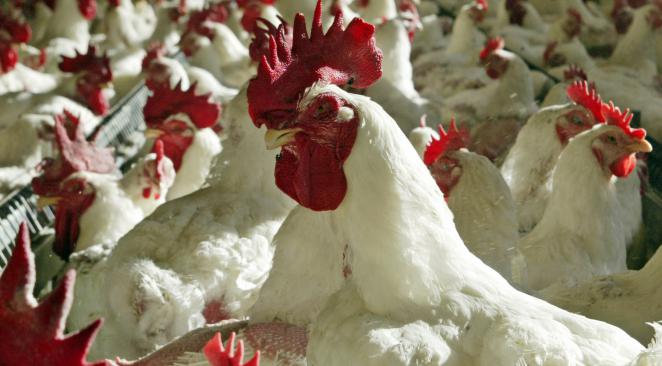 UCPR: In Romania, nu se folosesc antibiotice in hranirea pasarilor