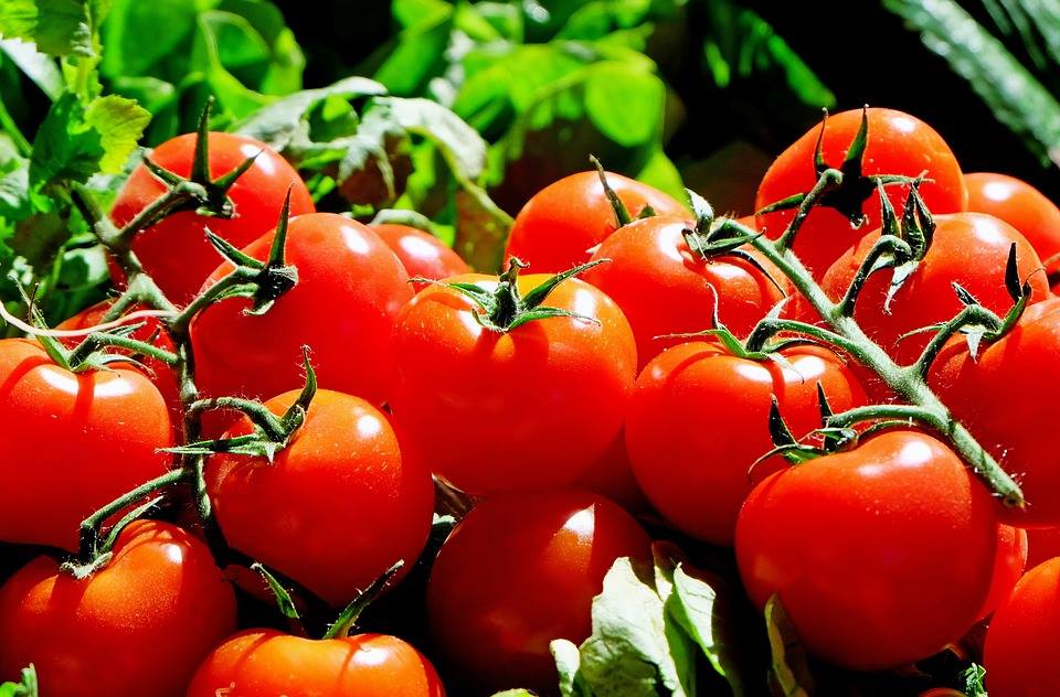 Primele rosii romanesti din acest an au ajuns in piete si hypermarketuri
