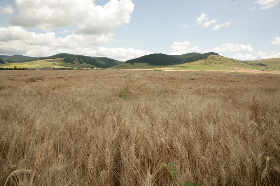 Fermier: Pana si in Siberia mi-ar fi fost mai usor, decat sa fac agricultura in Romania
