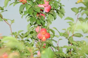 fructe