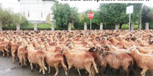 oaie protest