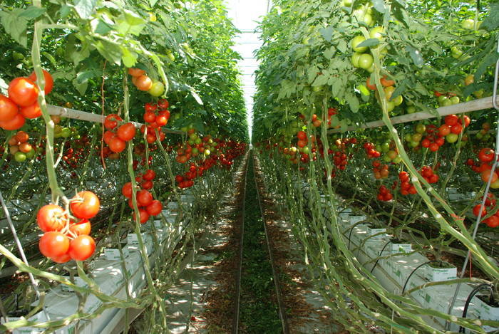 Au inceput sa intre in conturi banii pentru rosii. Peste 2.600 de producatori i-au primit deja