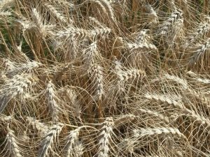grau agromad