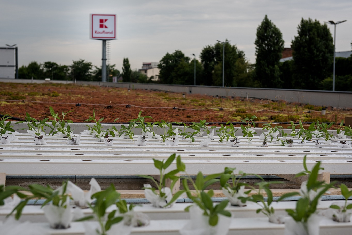 Kaufland lanseaza Gradinescu, prima retea de gradini urbane comunitare