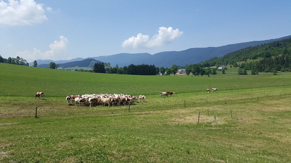 Terenurile cultivate ecologic reprezinta doar 6,2% din suprafetele agricole din Europa