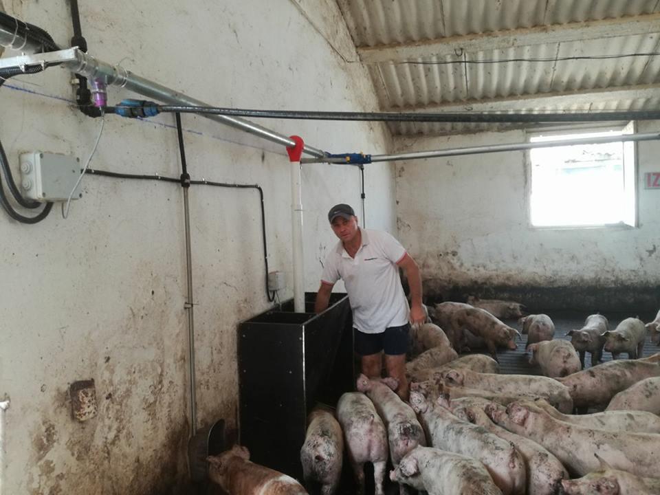 Platile compensatorii pentru crescatorii de porci, nu doar intarziate, ci reduse la jumatate sau chiar deloc