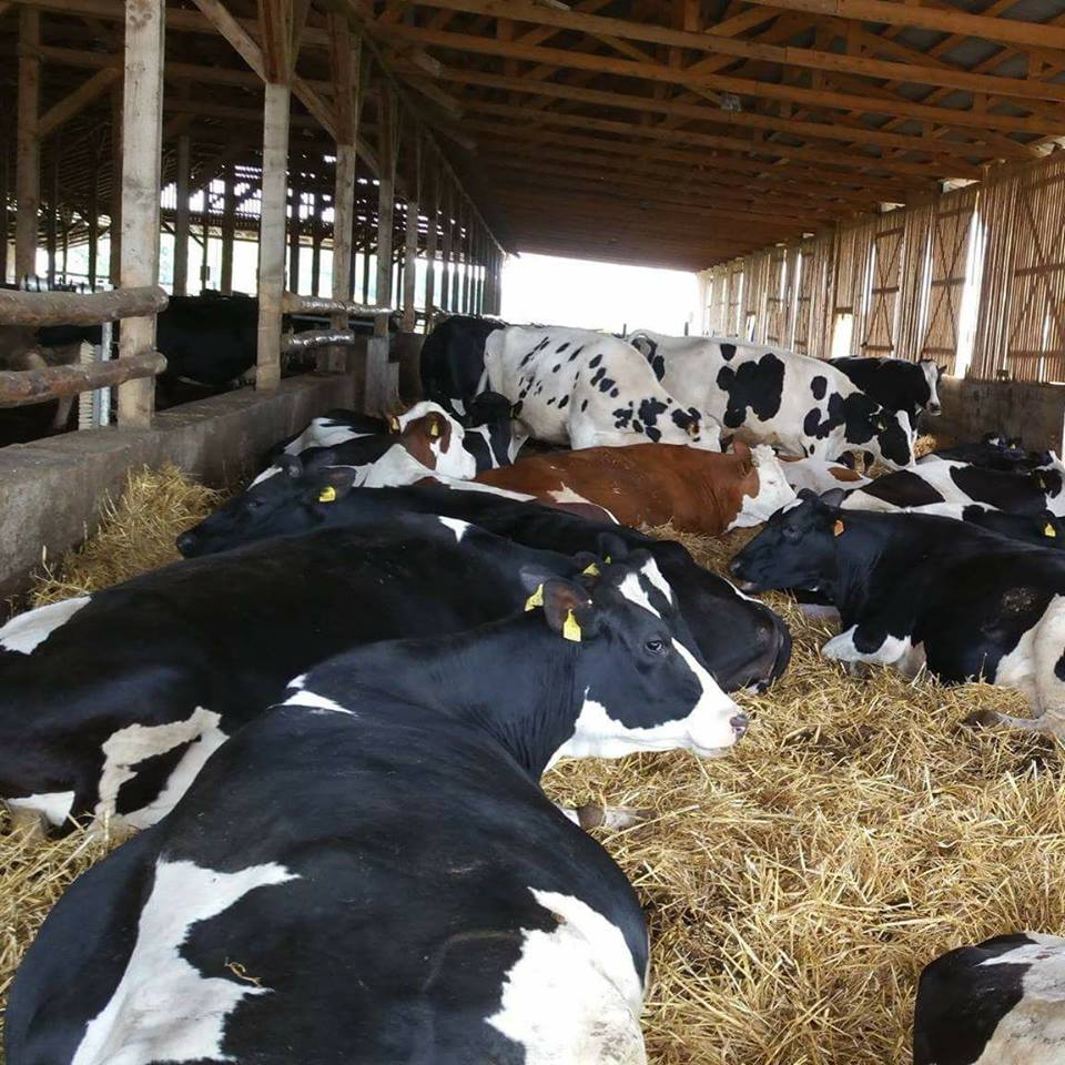 Ungurii au exportat 165 de vaci in Qatar