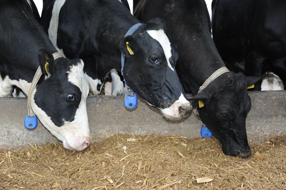 54.239 animale se bat pentru 5,4 mil. de euro
