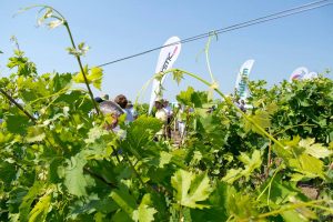 vie agrofest