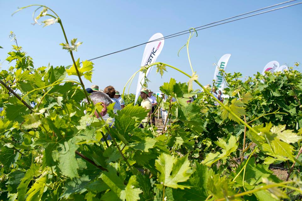 A doua editie AGRO FEST, organizata la Amfiteatru Vitis (Gura Vadului)