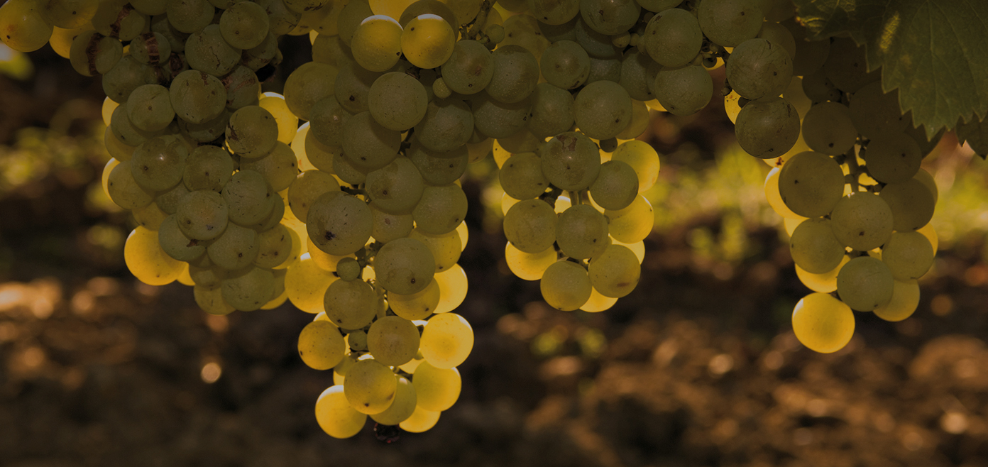 Peste 3000 de romani si-au facut „Vin de casa” din must de la Jidvei