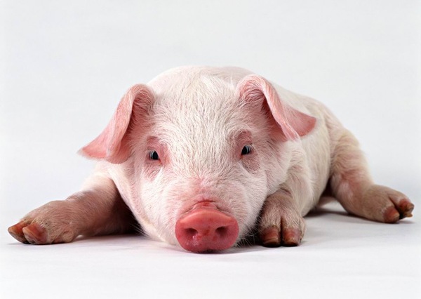 PRO AGRO: Alerta de gradul zero pentru sectorul suin din Romania!