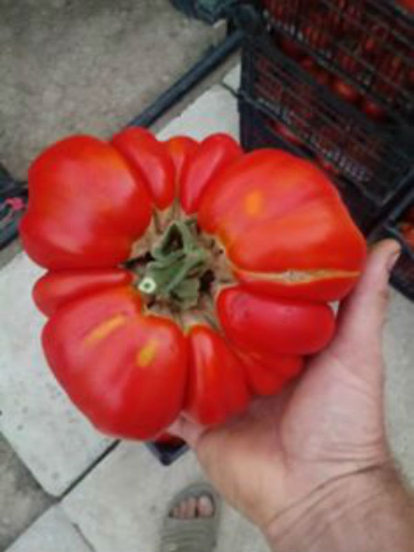 Tomate gigant de Balesti. O rosie cantareste pana la 1,3 kg!