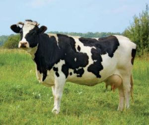 BOVINE