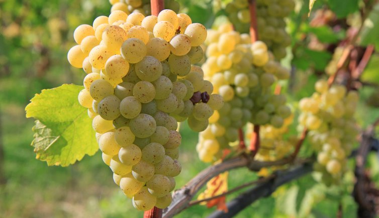 Prime de asigurare în sectorul vitivinicol in valoare de circa 122.000 lei