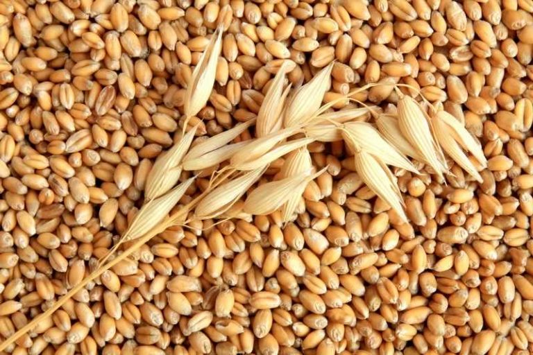 Guvernul reglementeaza piata cerealelor. Iarna nu-i ca vara…
