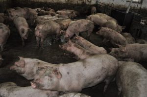 porci3