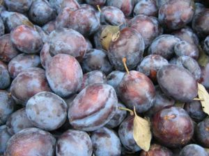 prune