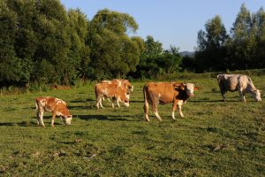 vaca lapte