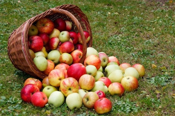Agricultura ecologica, in declin
