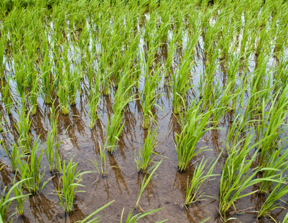 Romania mai are doar 8.360 ha cultivate cu orez