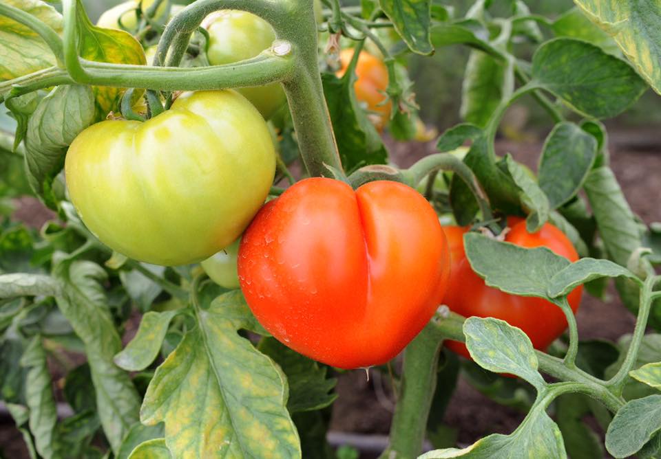 Turcia, Italia si Spania, principalii furnizori de tomate ai Romaniei