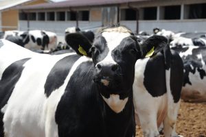 vaca