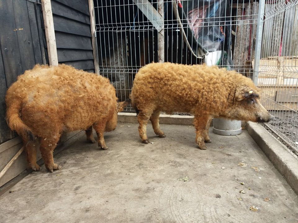 Au fost facute primele plati in conturile furnizorilor de purcei Bazna si Mangalita